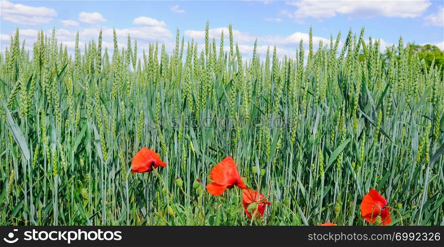 Green field and blue sky. Against the background of wheat ears bright scarlet poppies. Wide photo