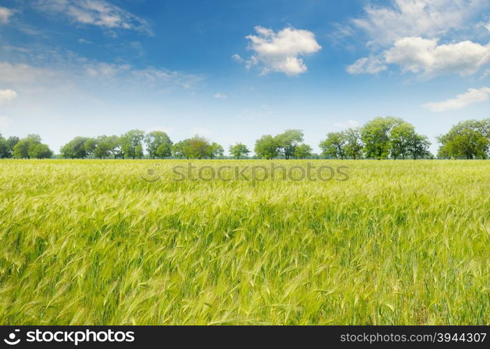 green field and blue sky with clouds