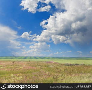 green field and blue sky with clouds