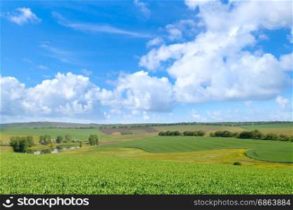 green field and blue sky with light clouds