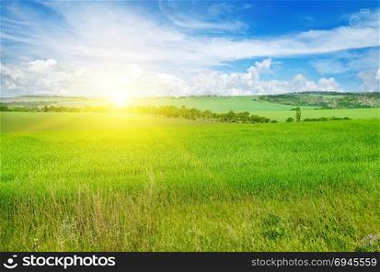 Green field and blue sky with light clouds. Above the horizon is a bright sunrise. Agricultural landscape.