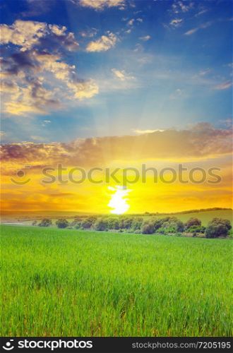 Green field and blue sky with light clouds. Above the horizon is a bright sunrise. Agricultural landscape.