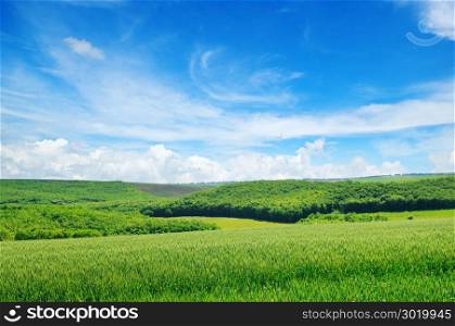 Green field and blue sky with light clouds. Agricultural landscape.