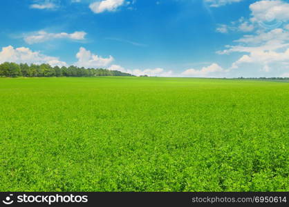 Green field and blue sky with light clouds. Agricultural landscape.