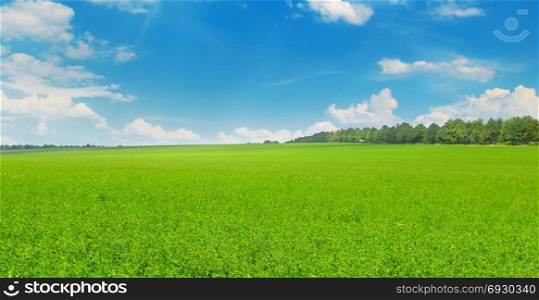 Green field and blue sky with light clouds. Agricultural landscape.Wide photo.