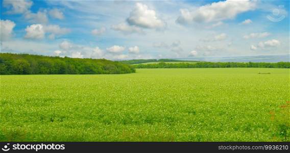 Green field and blue sky with light clouds. Agricultural landscape. Wide photo.