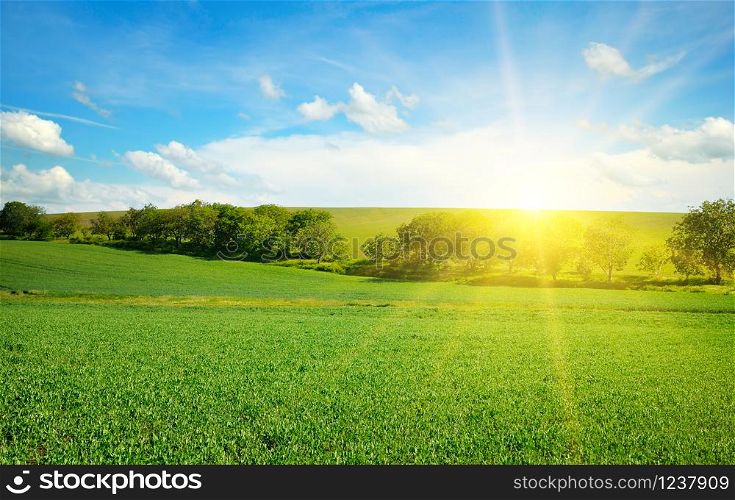 Green field and blue sky with light clouds. Bright sunrise over the horizon.