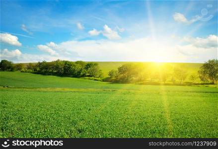 Green field and blue sky with light clouds. Bright sunrise over the horizon.
