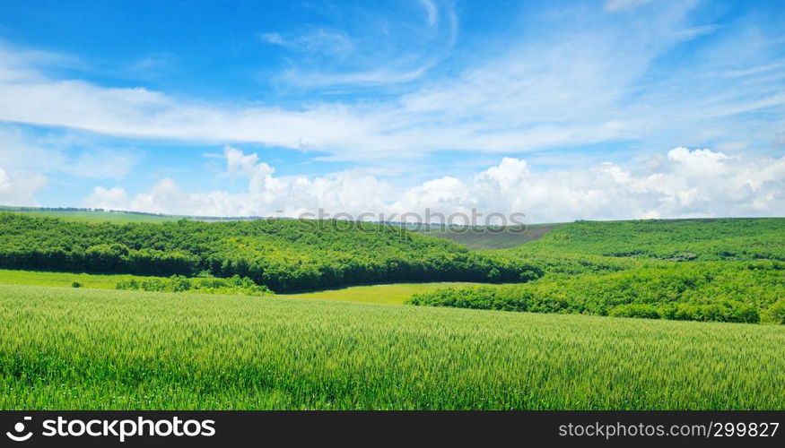 Green field and blue sky with light clouds. Wide photo. Agricultural landscape.