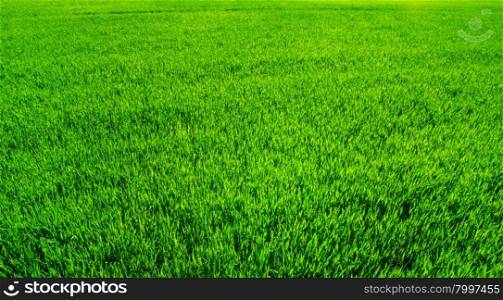 Green field and bright blue sky