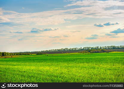 Green field and cloudy sunset in countryside. Green field and clouds