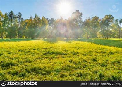 Green field and forest at sunset with sun light
