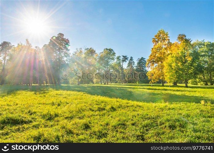 Green field and forest at sunset with sun light