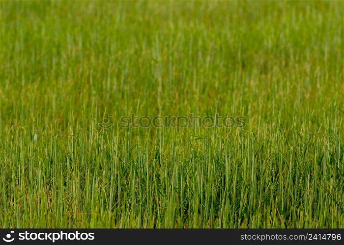 Green field and grass, background. Growing wheat field.