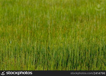 Green field and grass, background. Growing wheat field.