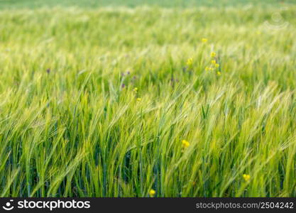 Green field and grass, Field of growing wheat in Turkey