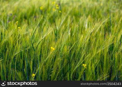 Green field and grass, Field of growing wheat in Turkey