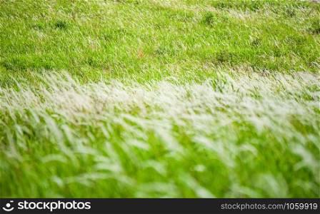 Green field and meadow with mission grass white flower in the forest