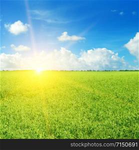 Green field and sun on blue sky with light clouds.