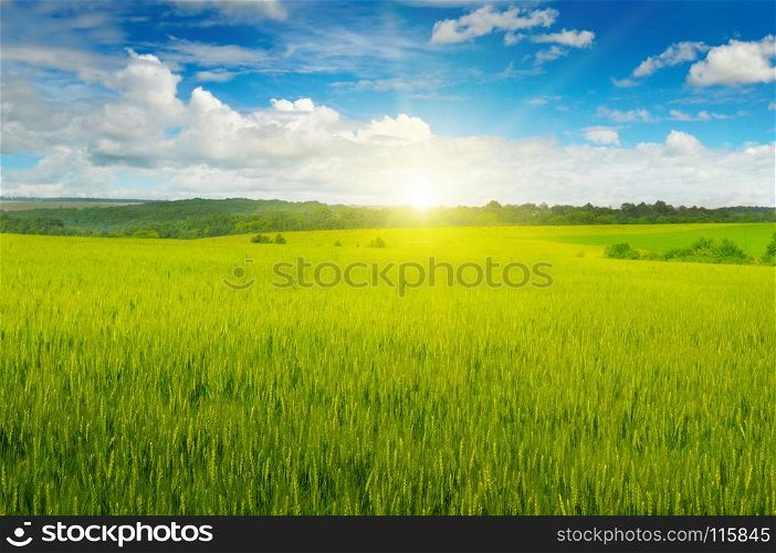 Green field and sun rise in the blue sky. Agricultural landscape.