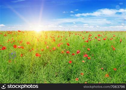 Green field and Sunrise on blue sky. Bright scarlet poppies on the background of green rapeseed.
