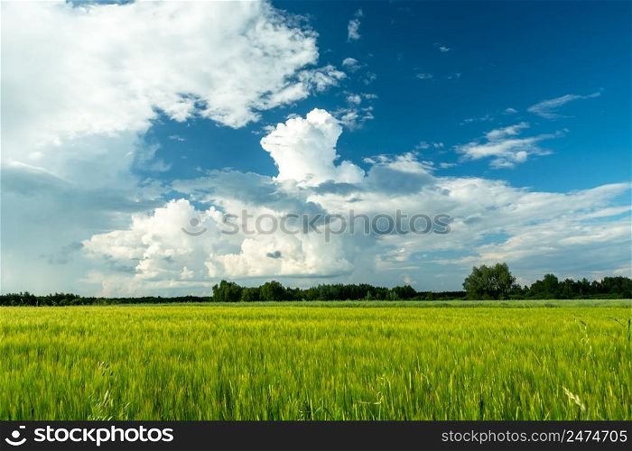 Green field and white clouds on the blue sky, Nowiny, Poland