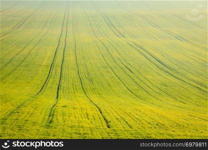Green field as natural eco seasonal background.. Green field as background