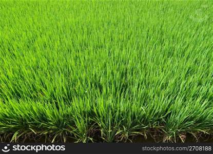 Green field, Asia paddy field