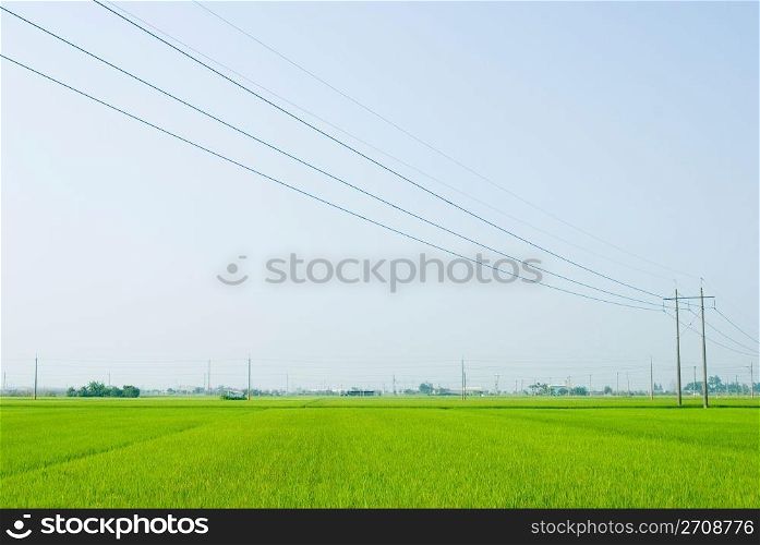 Green field, Asia paddy field
