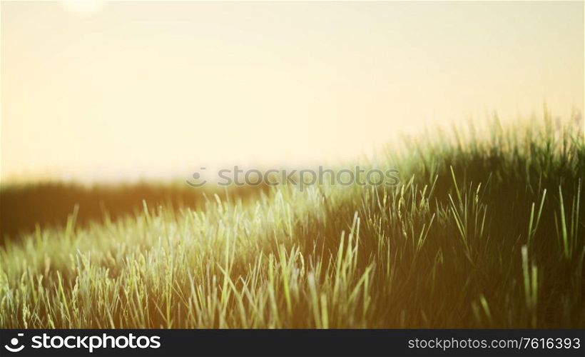 Green field at sunrise with blue sky