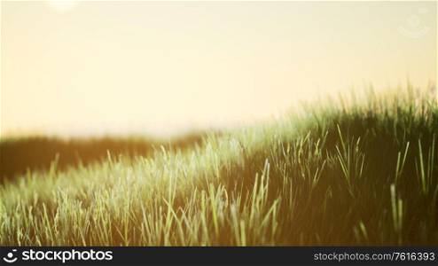 Green field at sunrise with blue sky