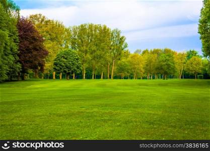 green field. Beautiful Landscape. grass and forest
