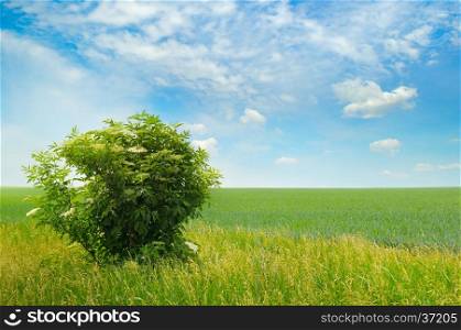 green field, elderberry bushes blooming and blue sky with light clouds