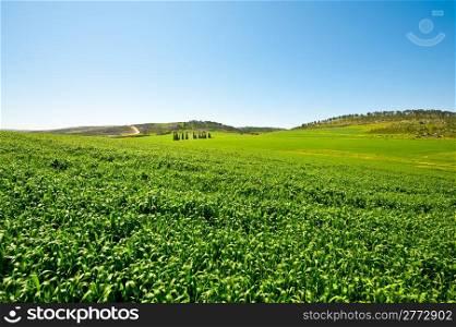 Green Field in Israel, Spring