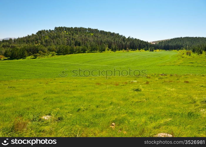 Green Field in Israel, Spring