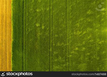 Green field in rural area. Landscape of agricultural cereal fields. Aerial view. Green field in rural area. Landscape of agricultural cereal fields.