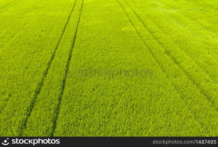 Green field in rural area. Landscape of agricultural cereal fields. Aerial view. Green field in rural area. Landscape of agricultural cereal fields.