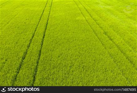 Green field in rural area. Landscape of agricultural cereal fields. Aerial view. Green field in rural area. Landscape of agricultural cereal fields.