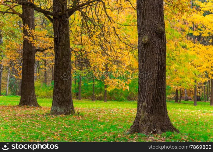 Green field in the park and yellow leaves of trees