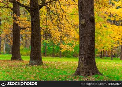 Green field in the park and yellow leaves of trees