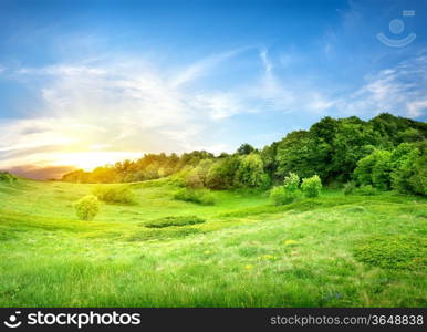 Green field near the forest at sunset