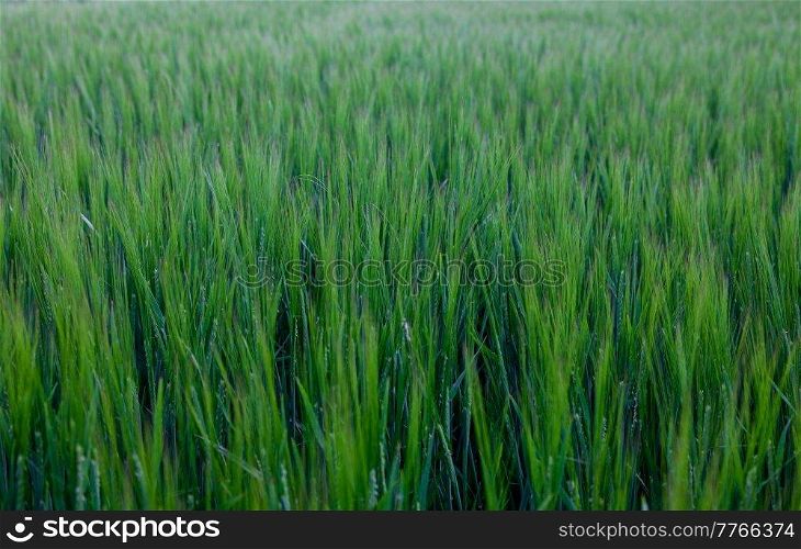 Green field of barley crops growing on farm in cold light
