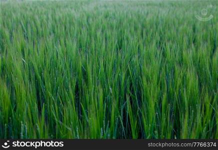 Green field of barley crops growing on farm in cold light