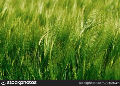 Green field of barley. Green field of barley closeup