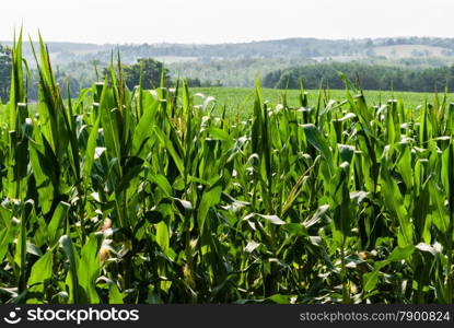 Green field of corn receding into distant hills.