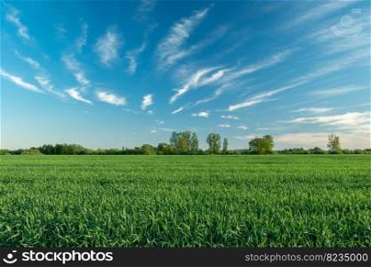 Green field of grain and abstract white clouds on blue sky, spring rural view