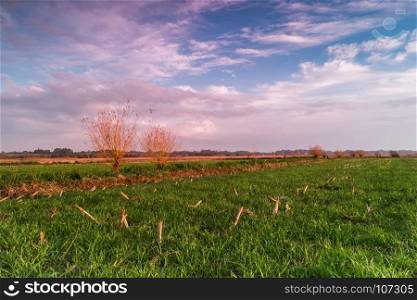 Green field, rural landscape at sunset.