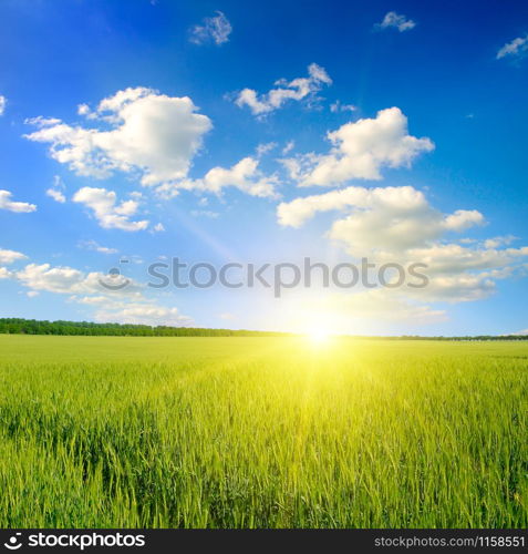 Green field, sunrise and blue sky. Agricultural landscape.