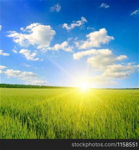 Green field, sunrise and blue sky. Agricultural landscape.