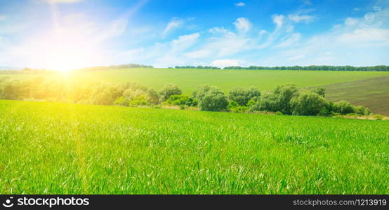 Green field, sunrise and blue sky. Agricultural landscape. Wide photo.